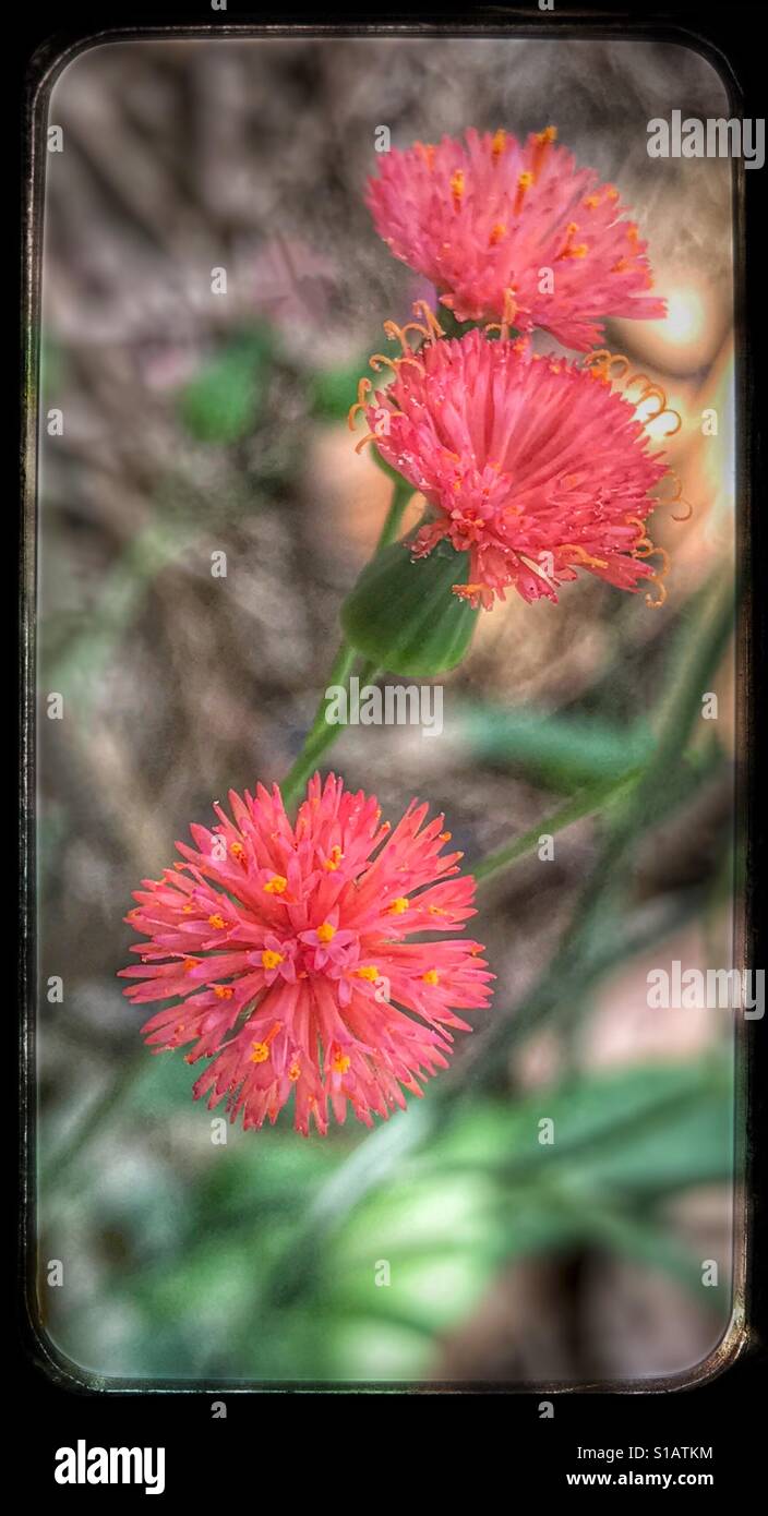 Tasselflowers, o Florida Pennello, in piena fioritura, Emilia fosbergii - Immagine stock catturata con smartphone