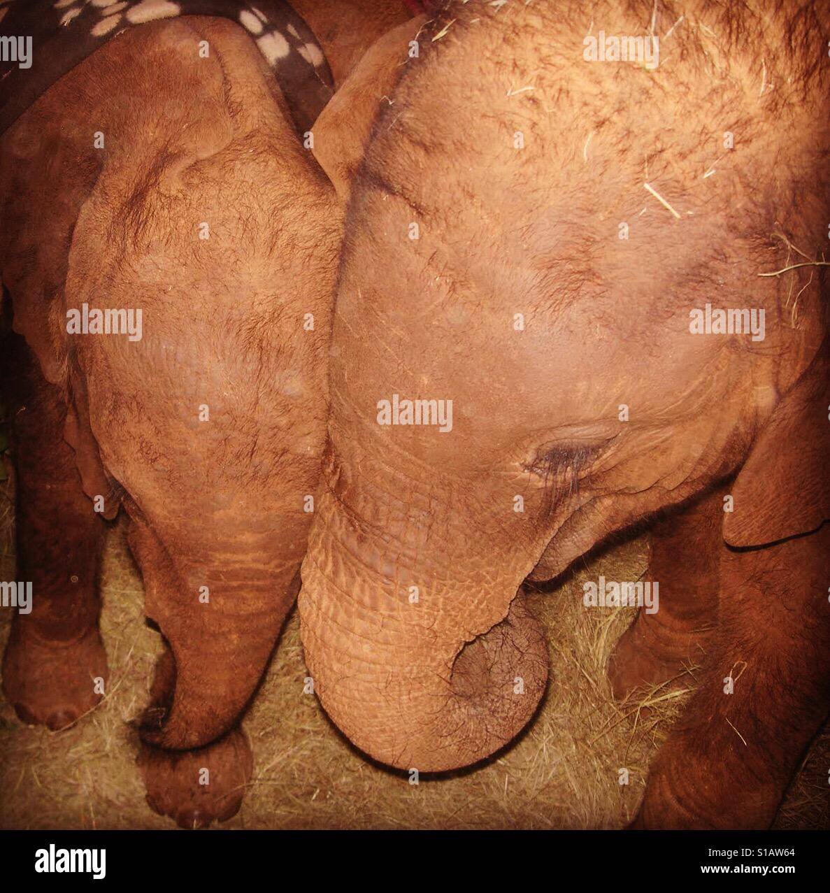 Baby elefanti coccole Foto Stock