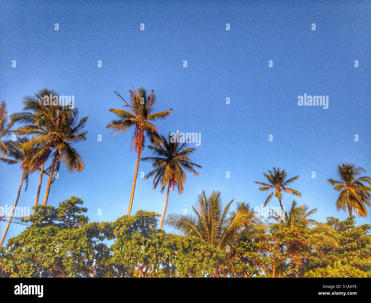 Fronte spiaggia con le palme Foto Stock