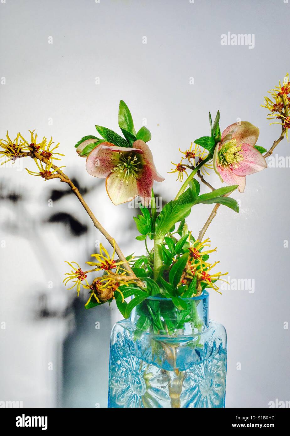 Rosa di Natale & Amamelide - Immagine stock catturata con smartphone