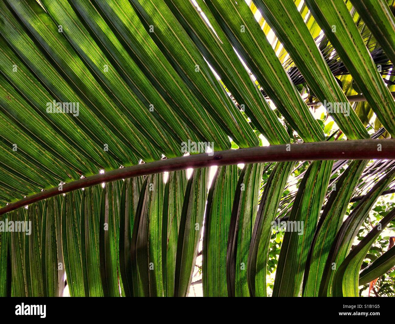 Albero tropicale fern nella Casa delle Palme presso il Royal Botanical Gardens di Kew, Londra, Regno Unito. Foto Stock