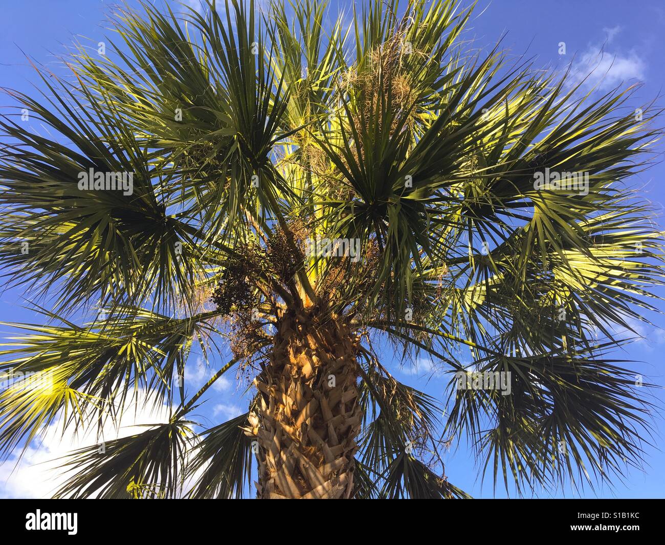 Albero di Palma - Immagine stock catturata con smartphone