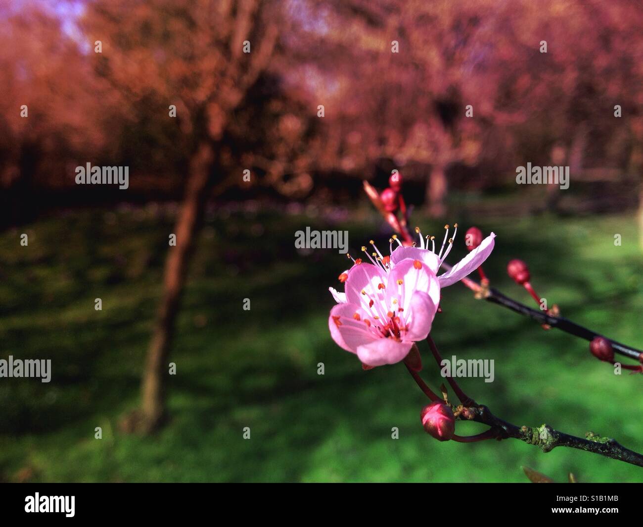 La molla di fiori di ciliegio - Immagine stock catturata con smartphone