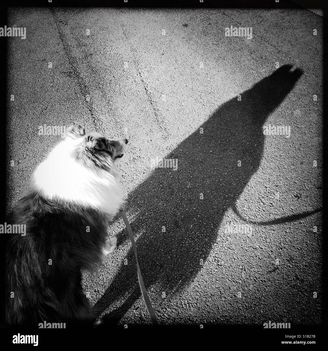 Sheltie e la sua ombra fuori per una passeggiata Foto Stock