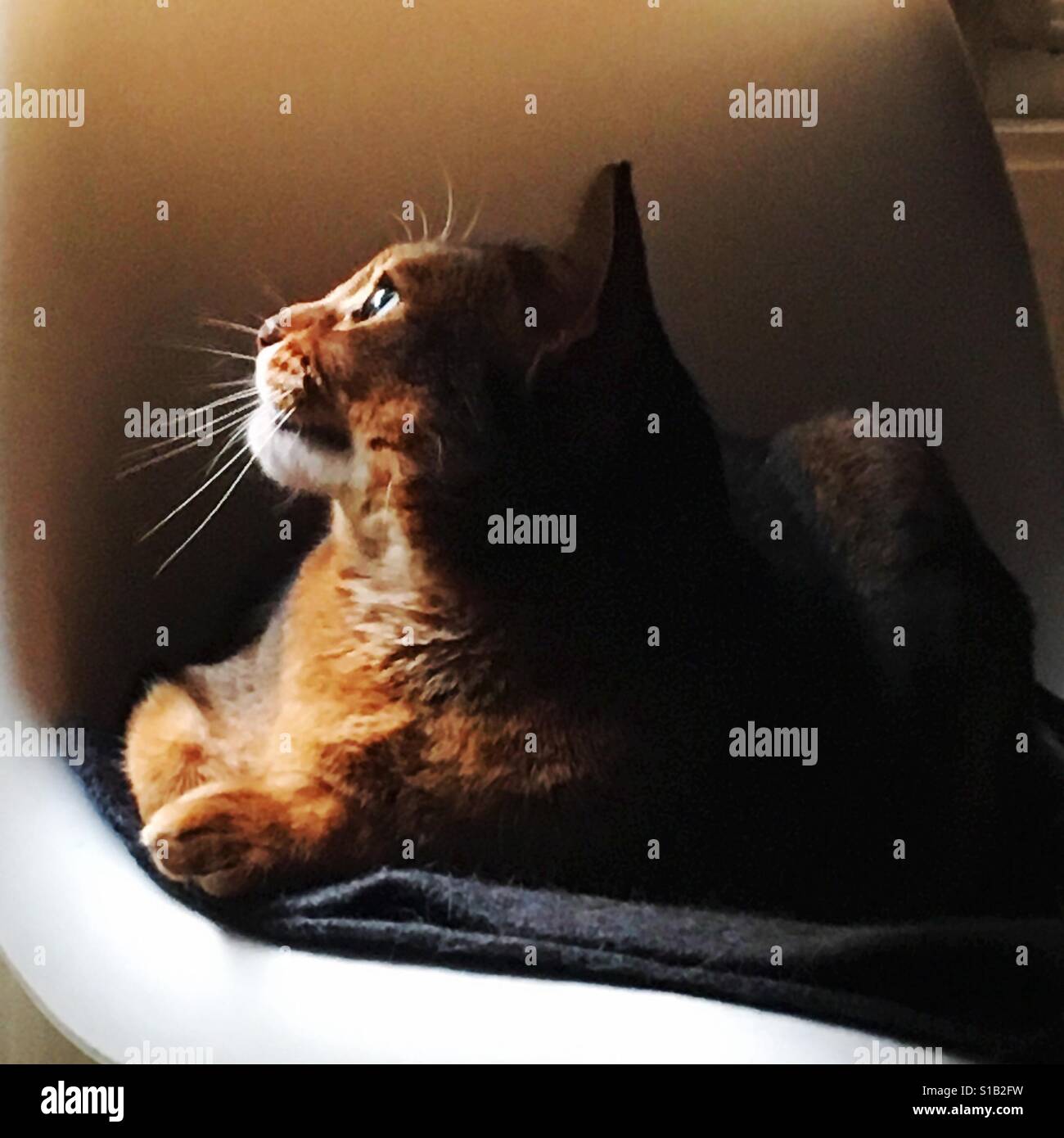 Gatto abissino in illuminazione scuro Foto Stock