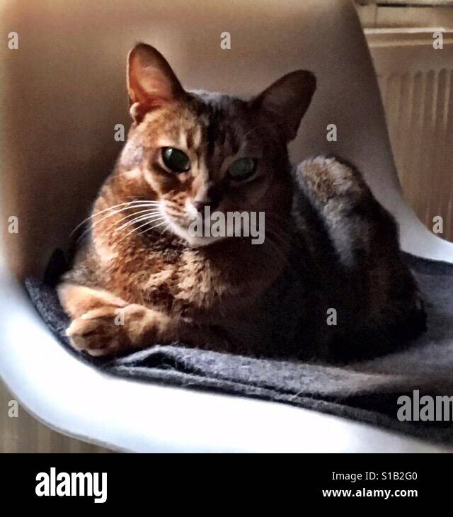 Gatto abissino in illuminazione scuro Foto Stock