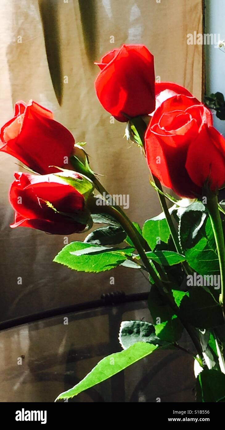 "Una rosa da qualsiasi altro nome avrebbe odore dolce" Foto Stock