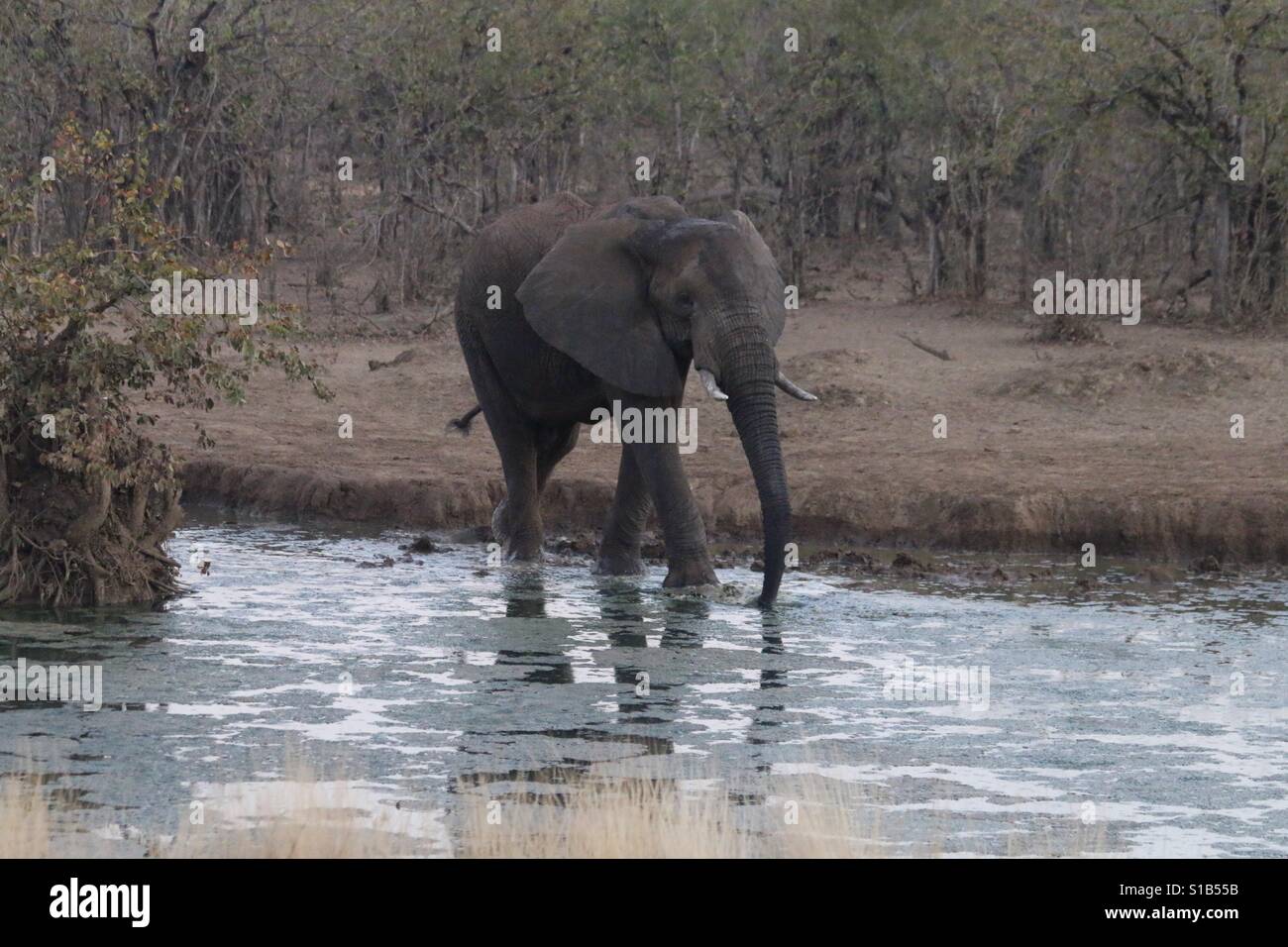 Elephant a piedi attraverso acqua nel parco nazionale, Africa Foto Stock