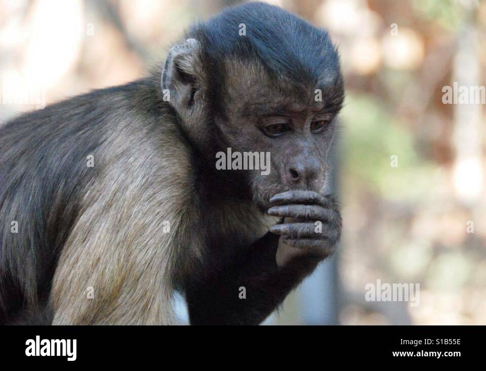 Il pensiero di scimmia hard Foto Stock