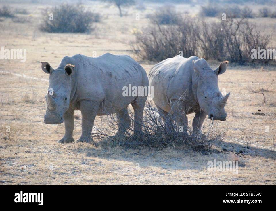 Due rinoceronti, parco nazionale in Africa Foto Stock