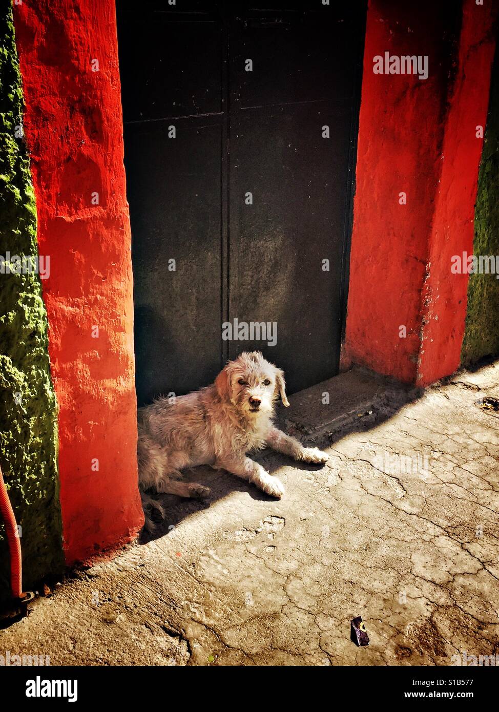 Un piccolo cane nel portale che gode del sole di mattina in Tequila, Messico. Foto Stock