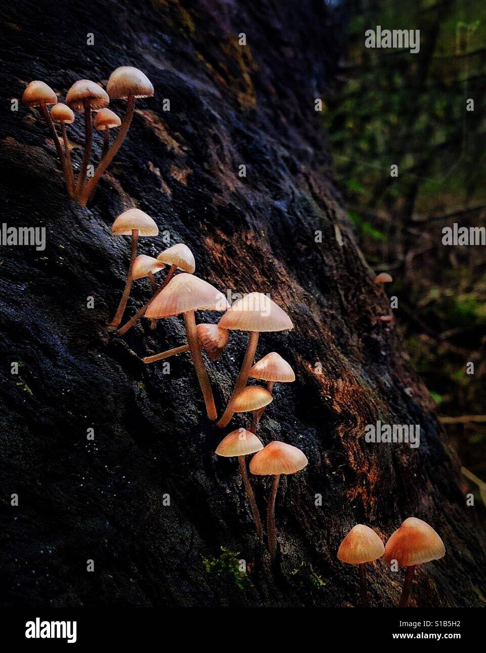 I funghi sul tronco. Foto Stock