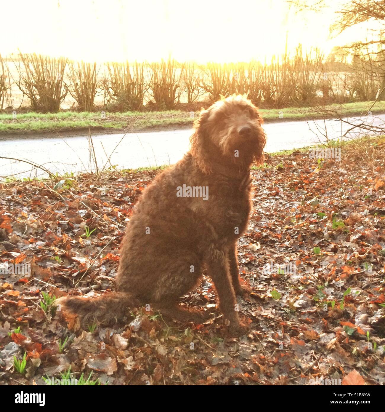 Labradoodle cane a sunrise in attesa per la sua passeggiata - Immagine stock catturata con smartphone