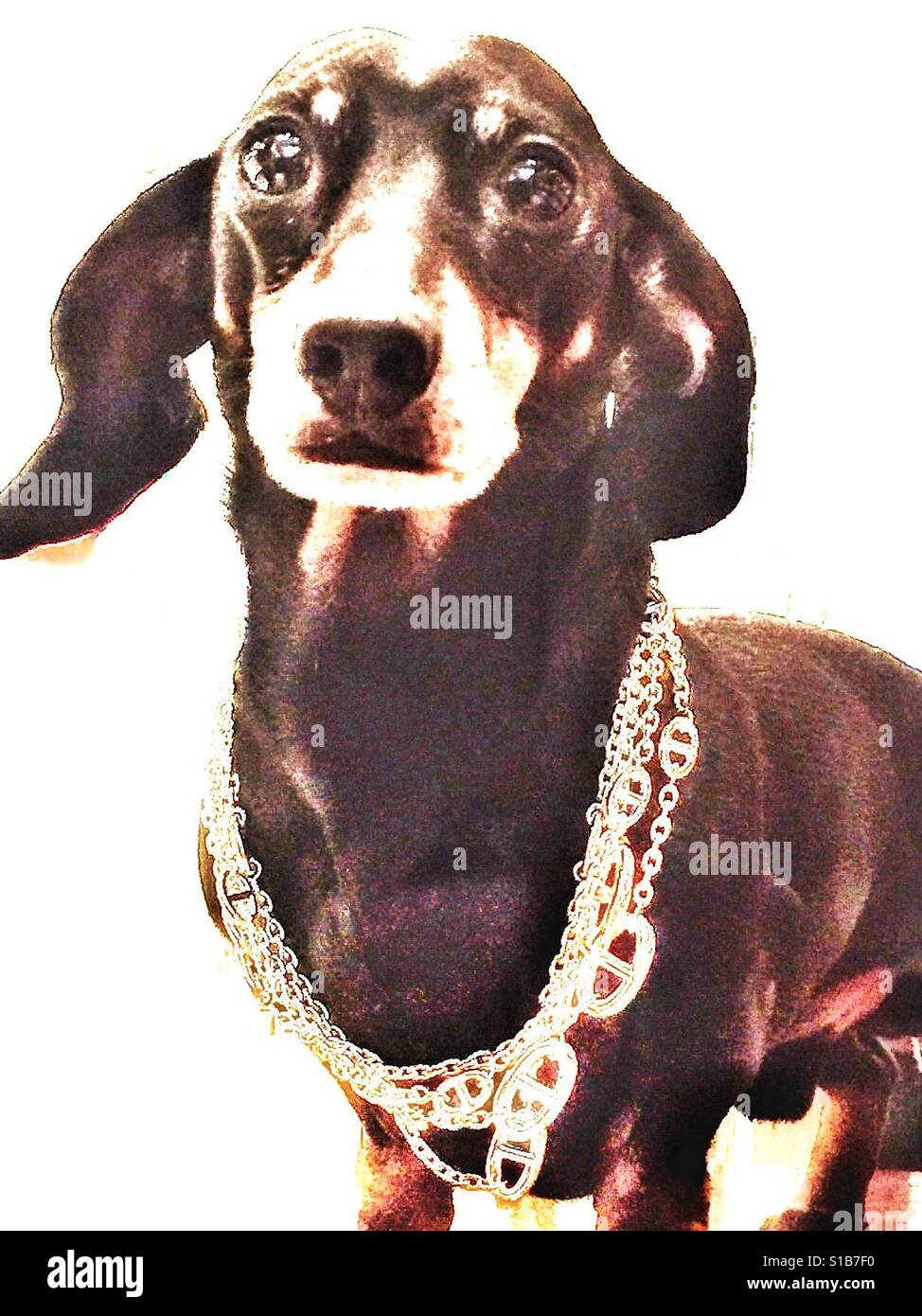 Un piccolo cane che indossa una collana. Foto Stock