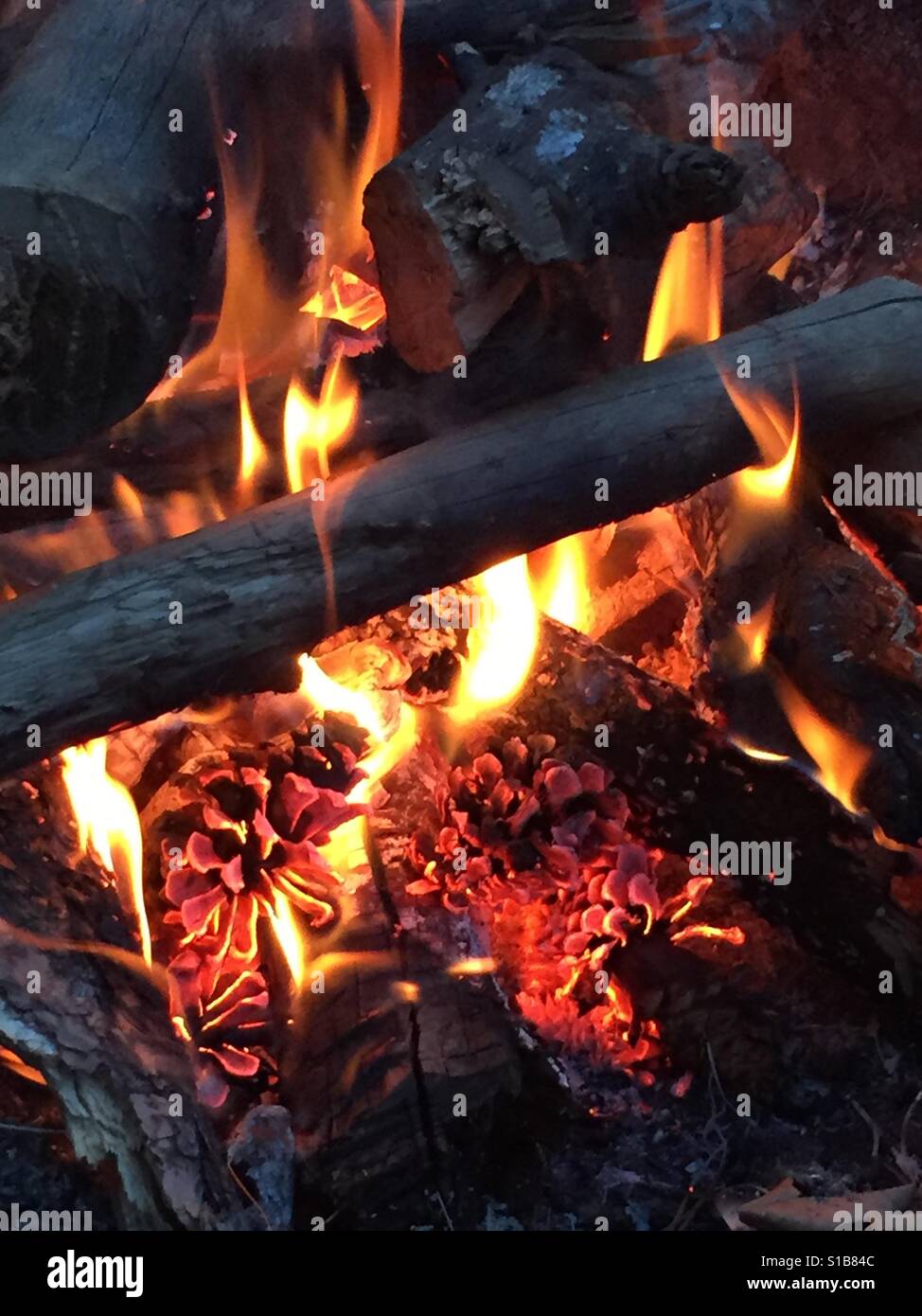 Campfire con pigne - Immagine stock catturata con smartphone