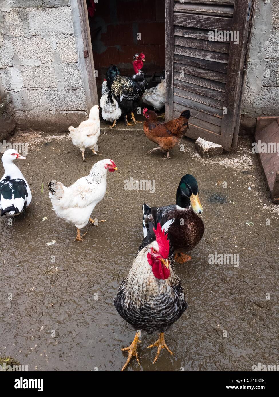 Il pollame a farm outdoor Foto Stock