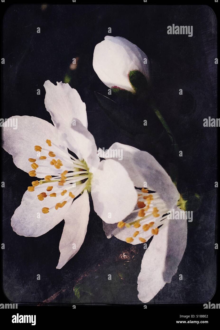 Molla bianca fioritura tree Foto Stock
