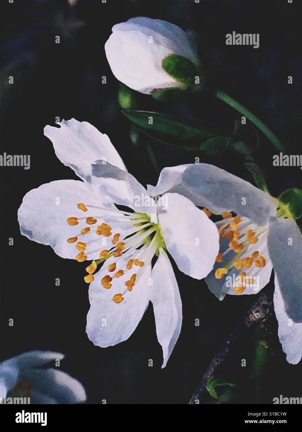 Molla bianca fioritura di albero in fiore Foto Stock