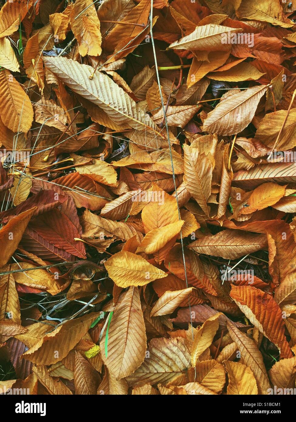 Vista dall'alto in basso di orange autunno castagno lascia sul terreno. Foto Stock