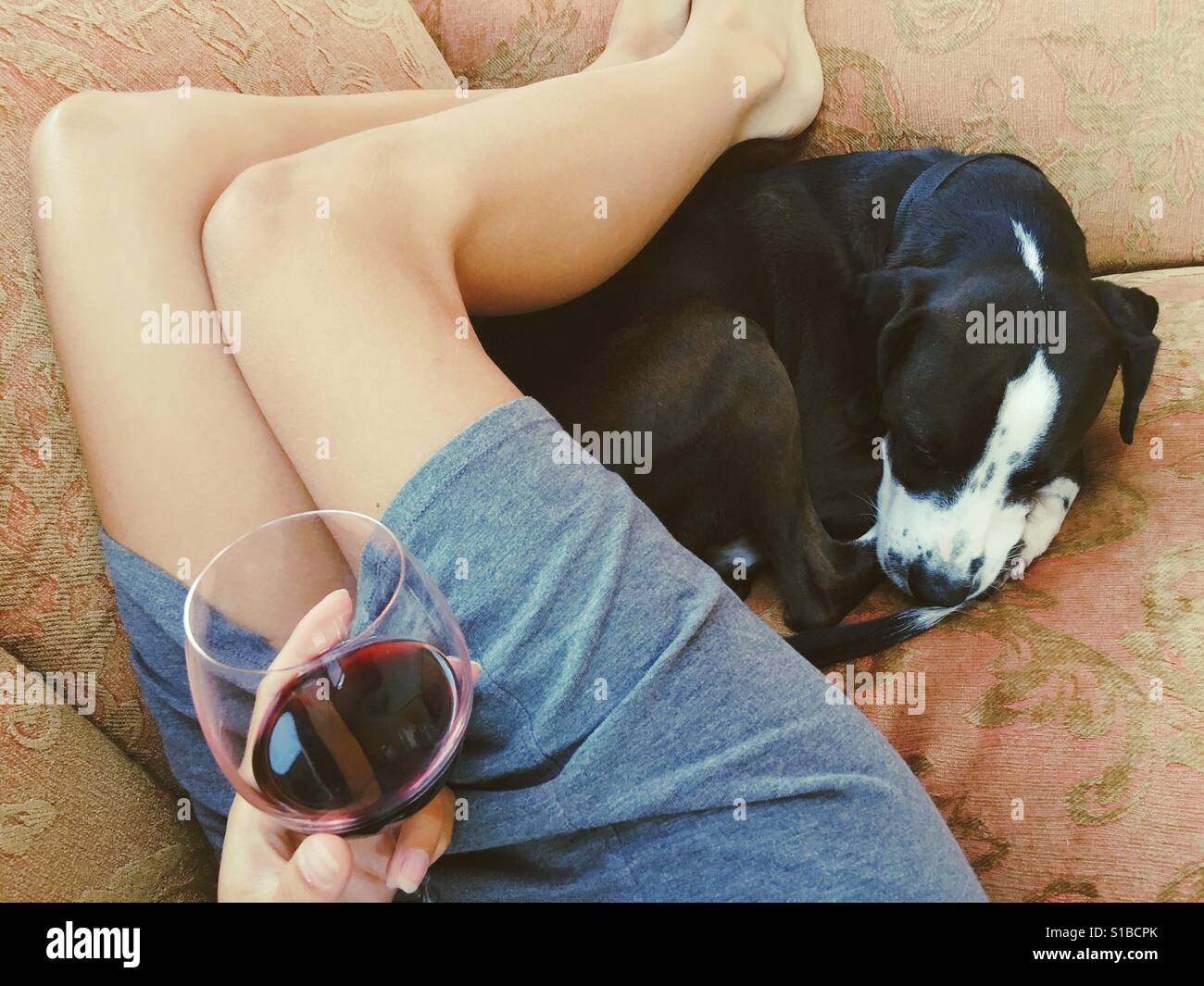 Donna attraente per le gambe rilassante con il cane e il vino sul divano divano nel pomeriggio Foto Stock