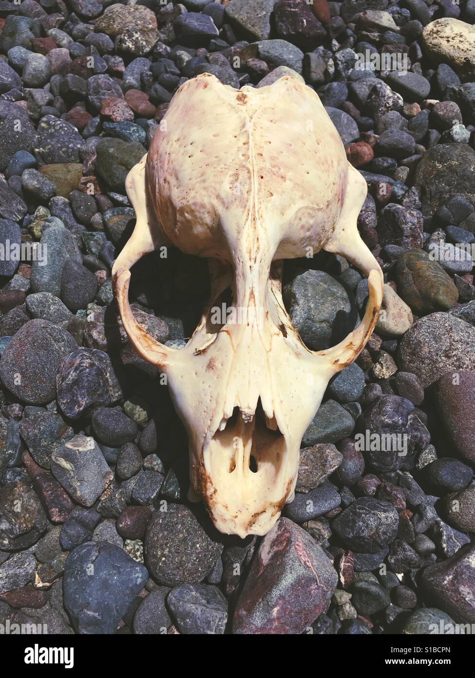 Cranio di tenuta sulla spiaggia rocciosa sul Golfo meridionale isola nel Pacifico nord-occidentale del Canada Foto Stock