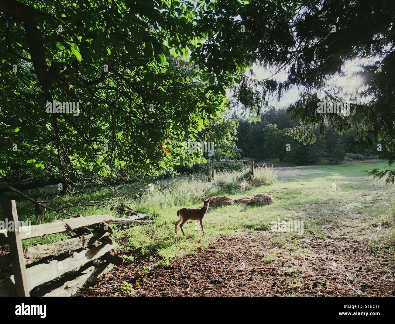 Blacktail deer entrando in campo sulla periferia della foresta in sun. Foto Stock