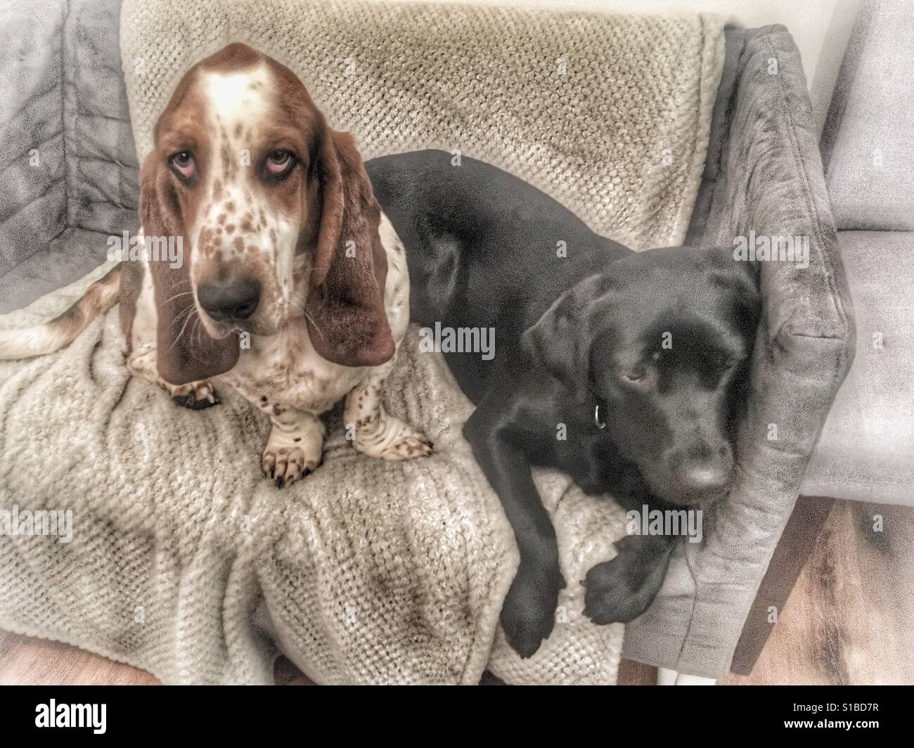 Basset Hound e un nero labrador cane seduti insieme su un tappeto - Immagine stock catturata con smartphone