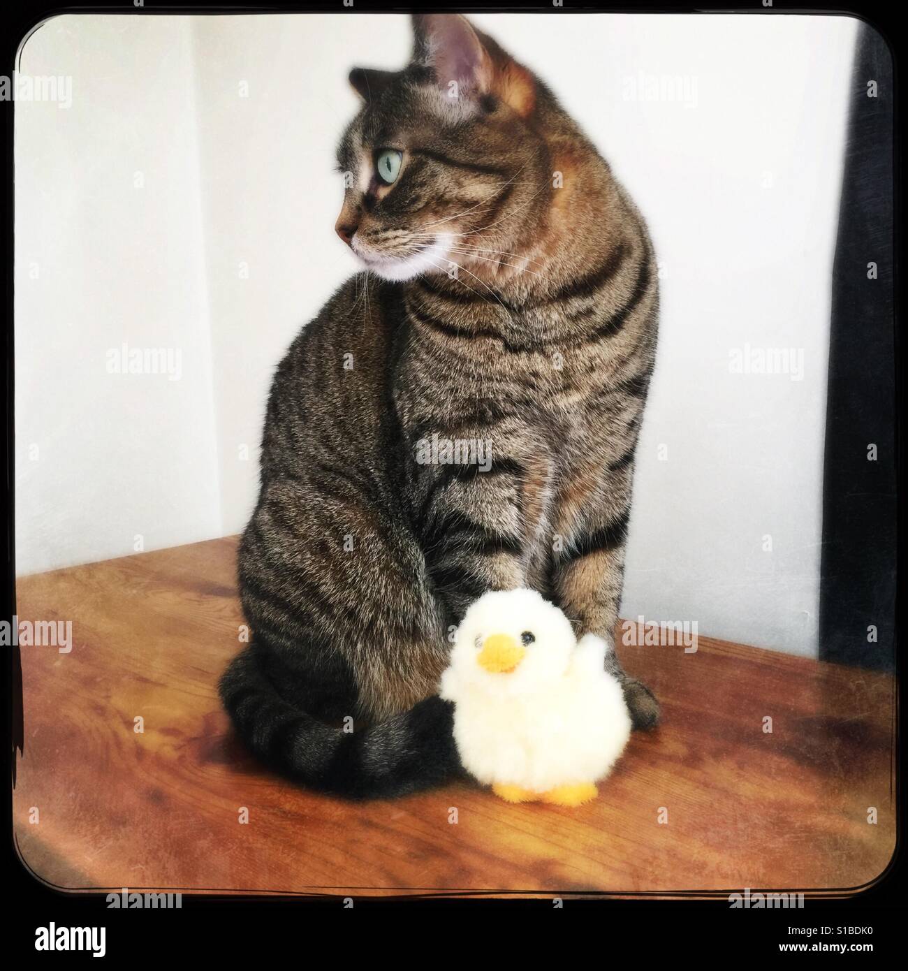 Kitty e la sua piccola anatra Foto Stock