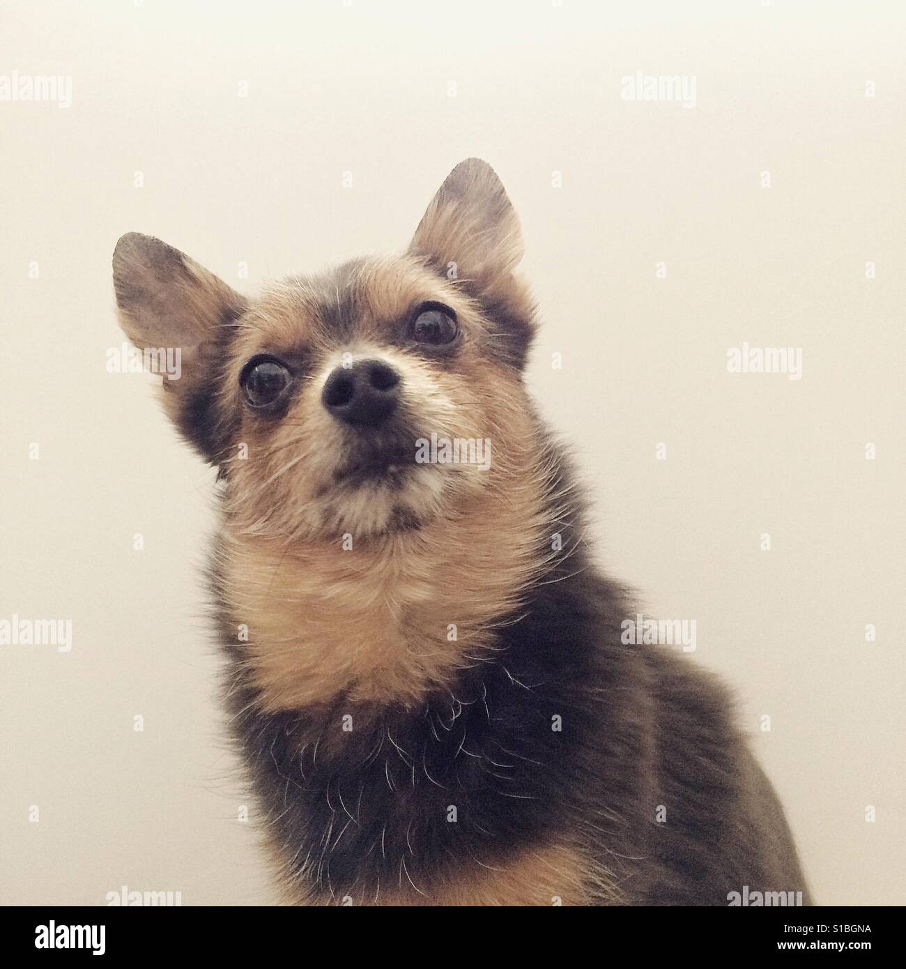 Cane con una curiosa espressione. - Immagine stock catturata con smartphone