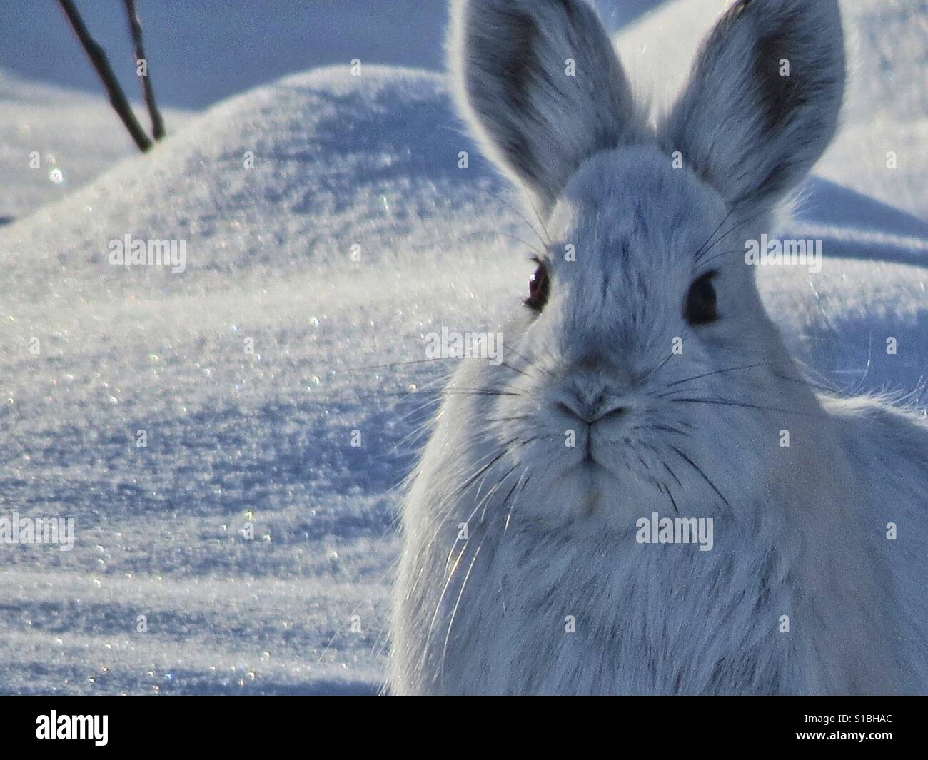 Lepre Artica Foto Stock Alamy