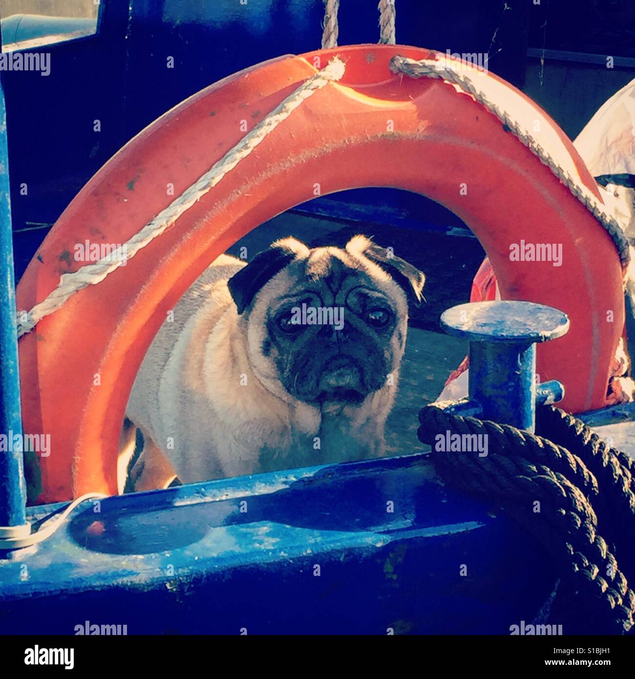 Carino Pug Cane su una barca - Immagine stock catturata con smartphone