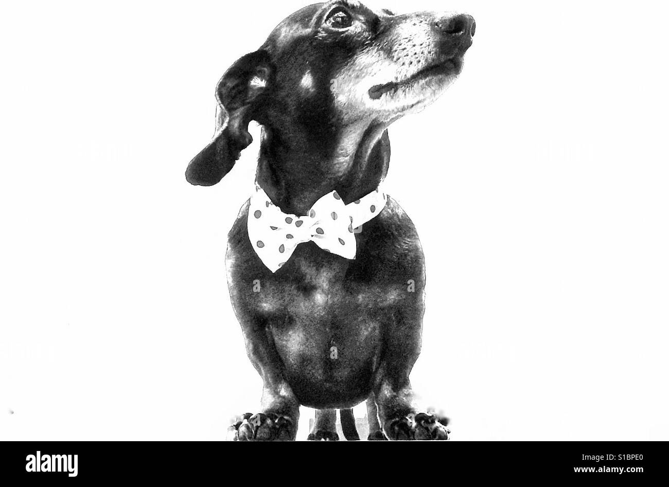 Grazioso mini bassotto in un bow tie. - Immagine stock catturata con smartphone