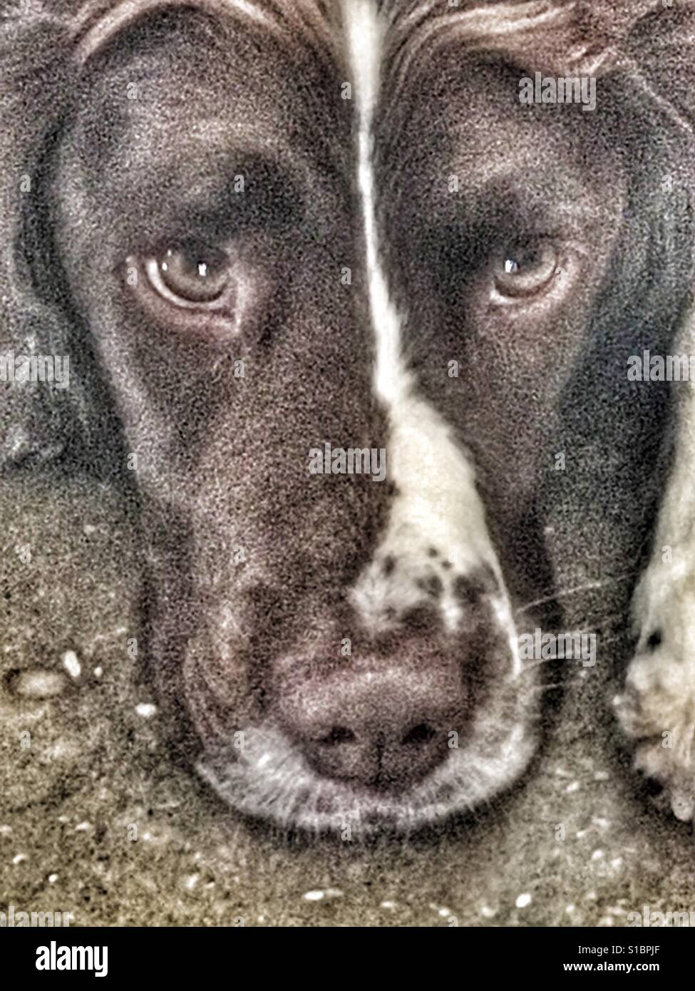 Springer spaniel, ritratto Foto Stock