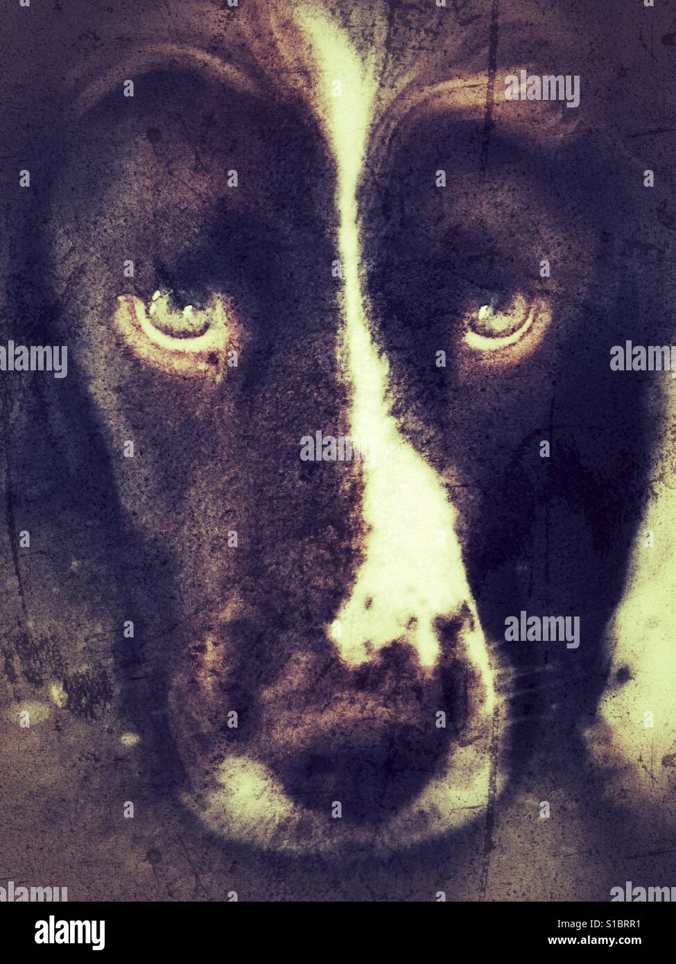 Springer spaniel, guardando la fotocamera - Immagine stock catturata con smartphone