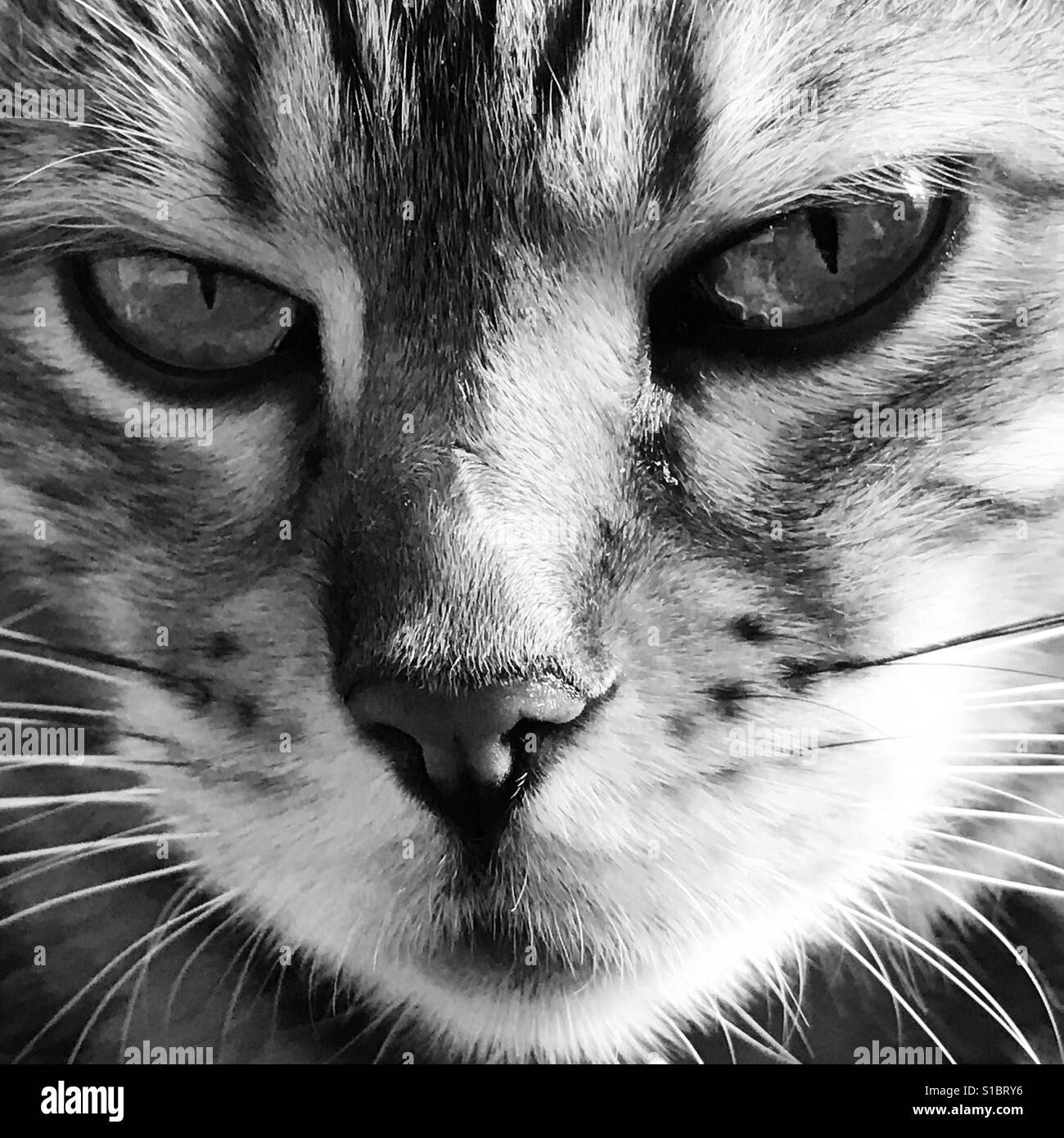 Un pedigree Gatto bengala fissando la videocamera in una zona rurale del Surrey. Foto Stock