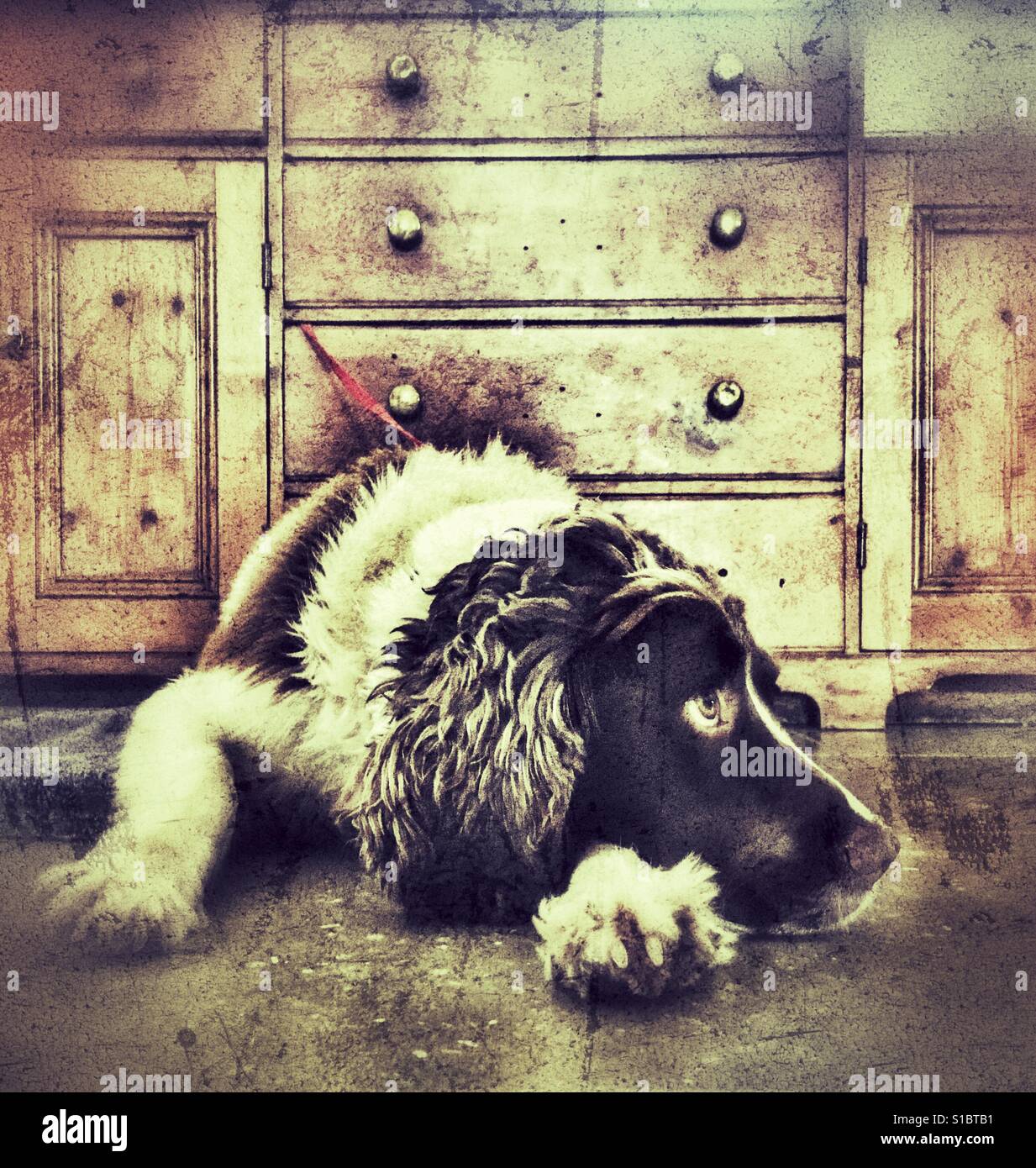 Springer spaniel - Immagine stock catturata con smartphone