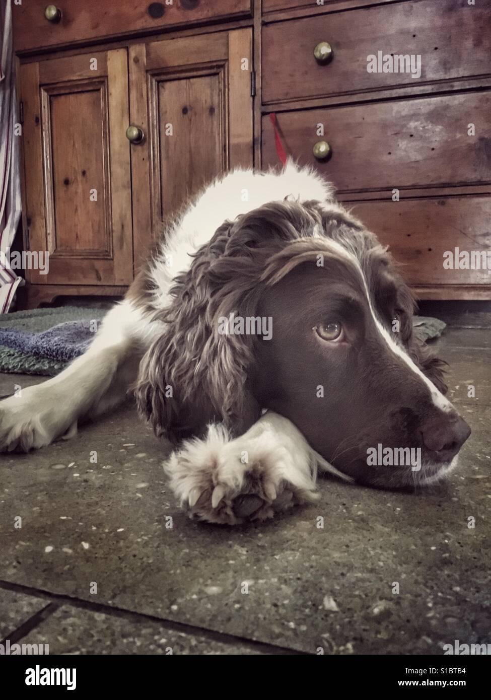 Springer spaniel - Immagine stock catturata con smartphone