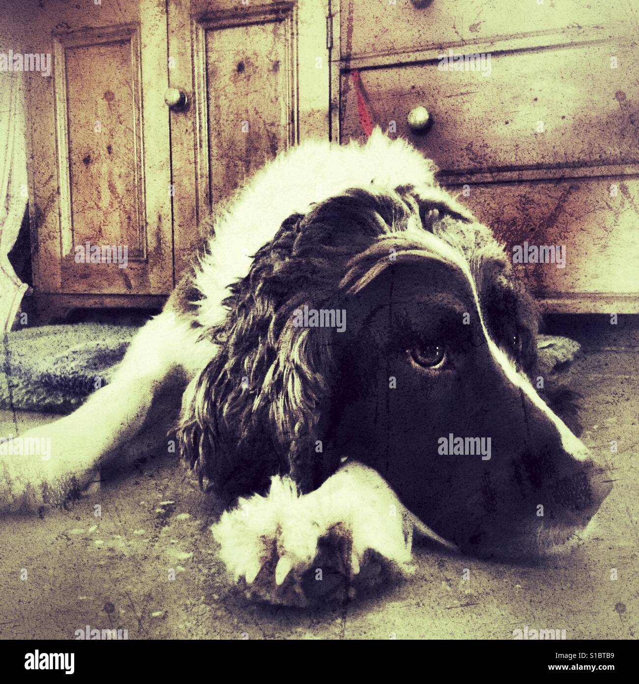 Springer spaniel - Immagine stock catturata con smartphone