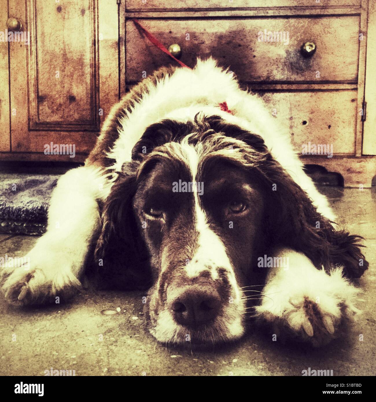 Springer spaniel - Immagine stock catturata con smartphone