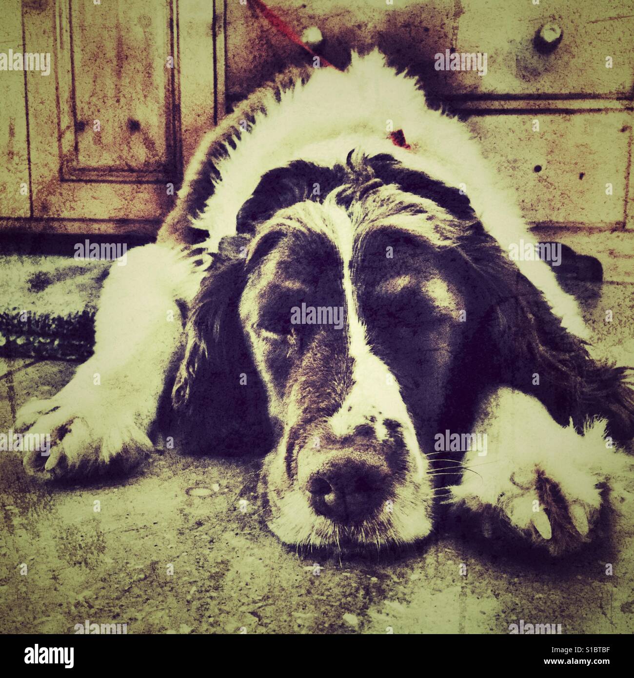 Springer spaniel - Immagine stock catturata con smartphone