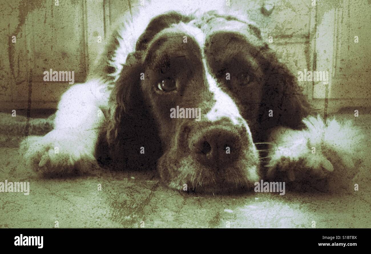 Springer spaniel - Immagine stock catturata con smartphone