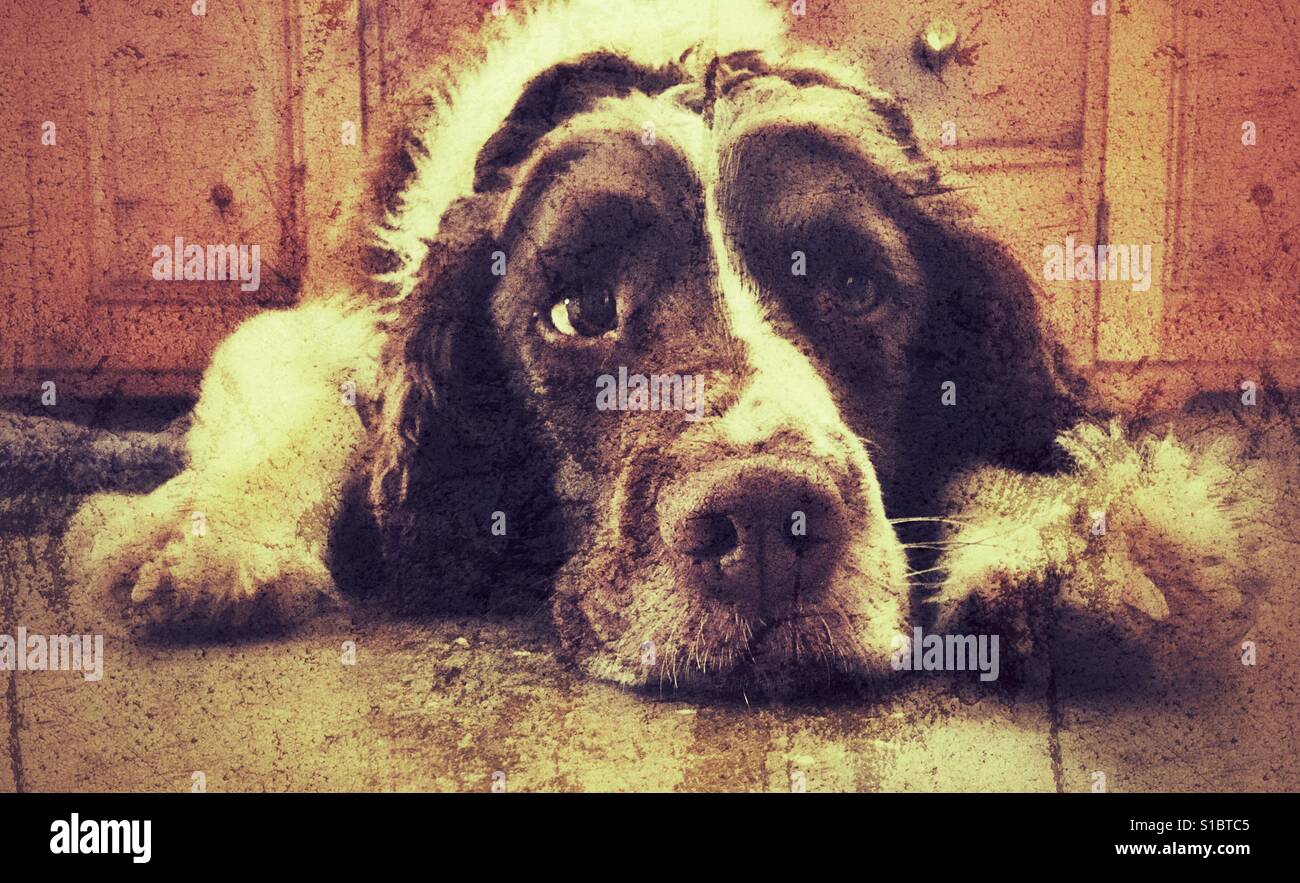Springer spaniel - Immagine stock catturata con smartphone