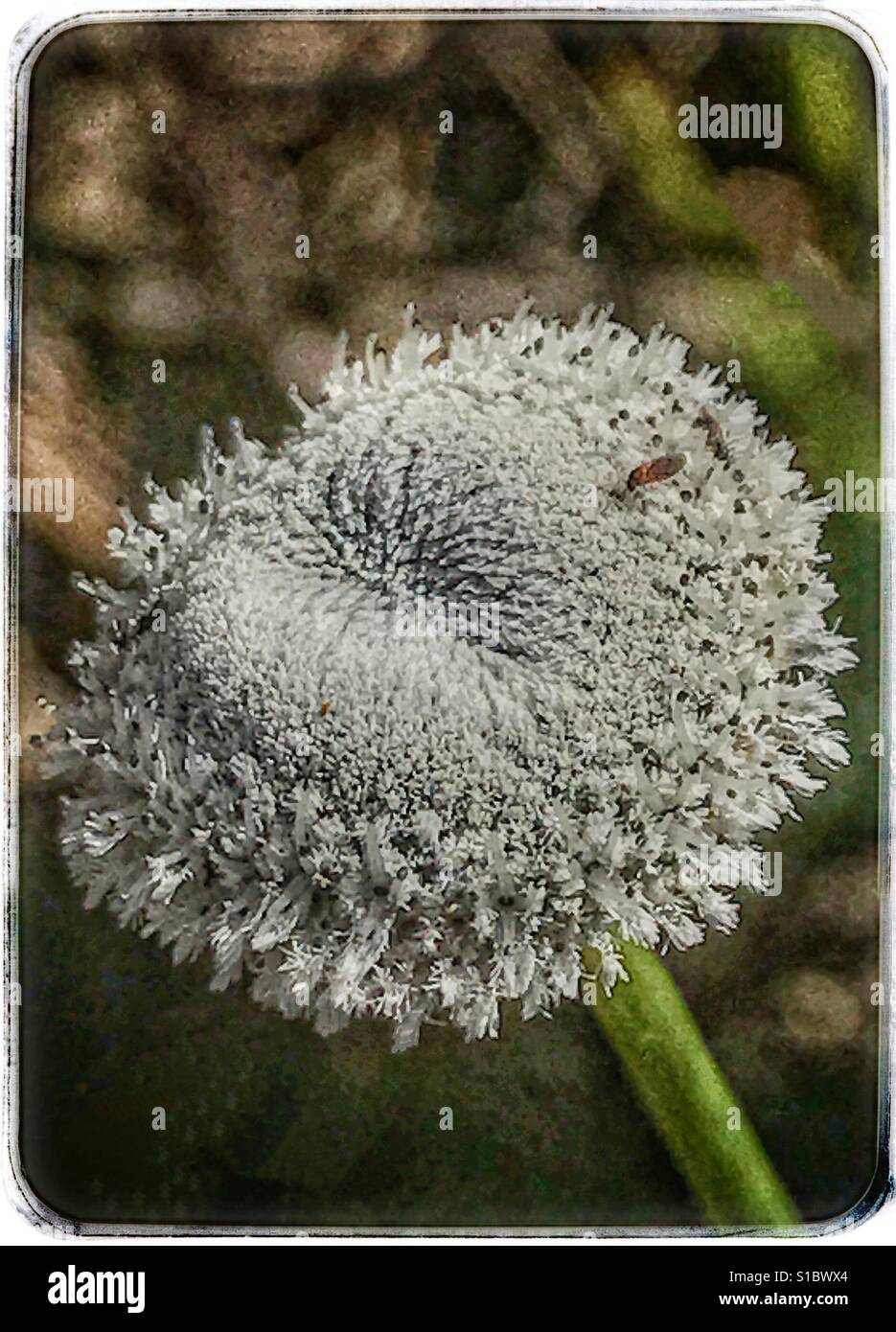 Tenangle pipewort macro con minuscoli insetti pollinici, Ericaulon decangulare - Immagine stock catturata con smartphone