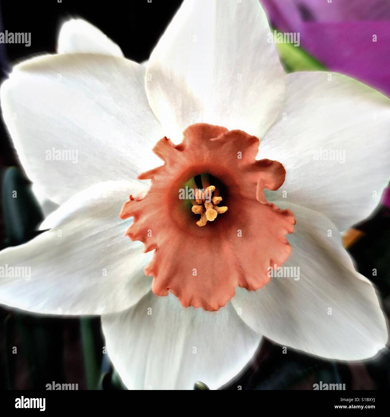Molla daffodil bianco con color salmone tromba Foto Stock