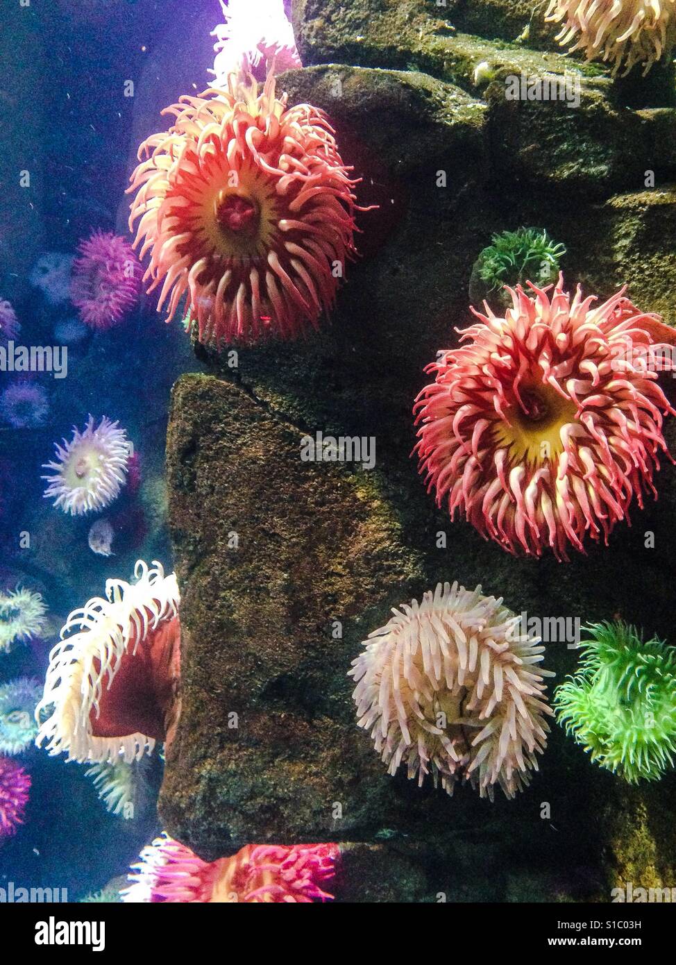 Underwater le piante vive e i prodotti della floricoltura Foto Stock