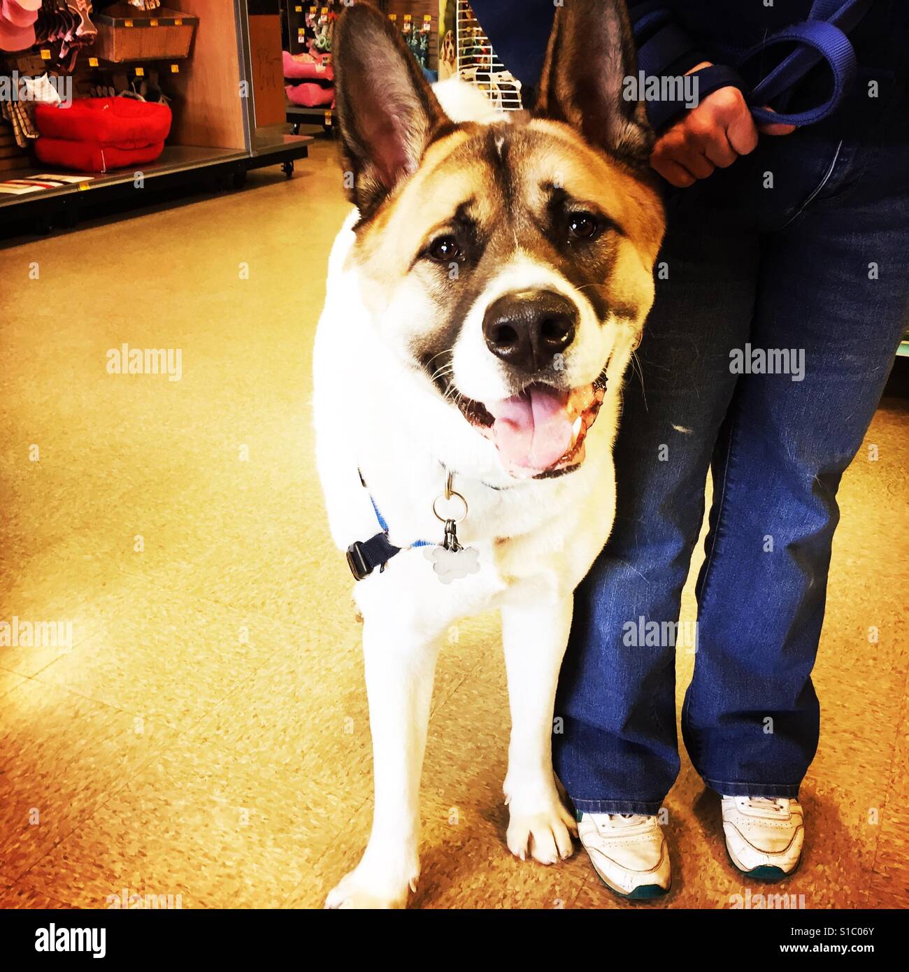 Gentile Akita shopping presso il Petstore - Immagine stock catturata con smartphone