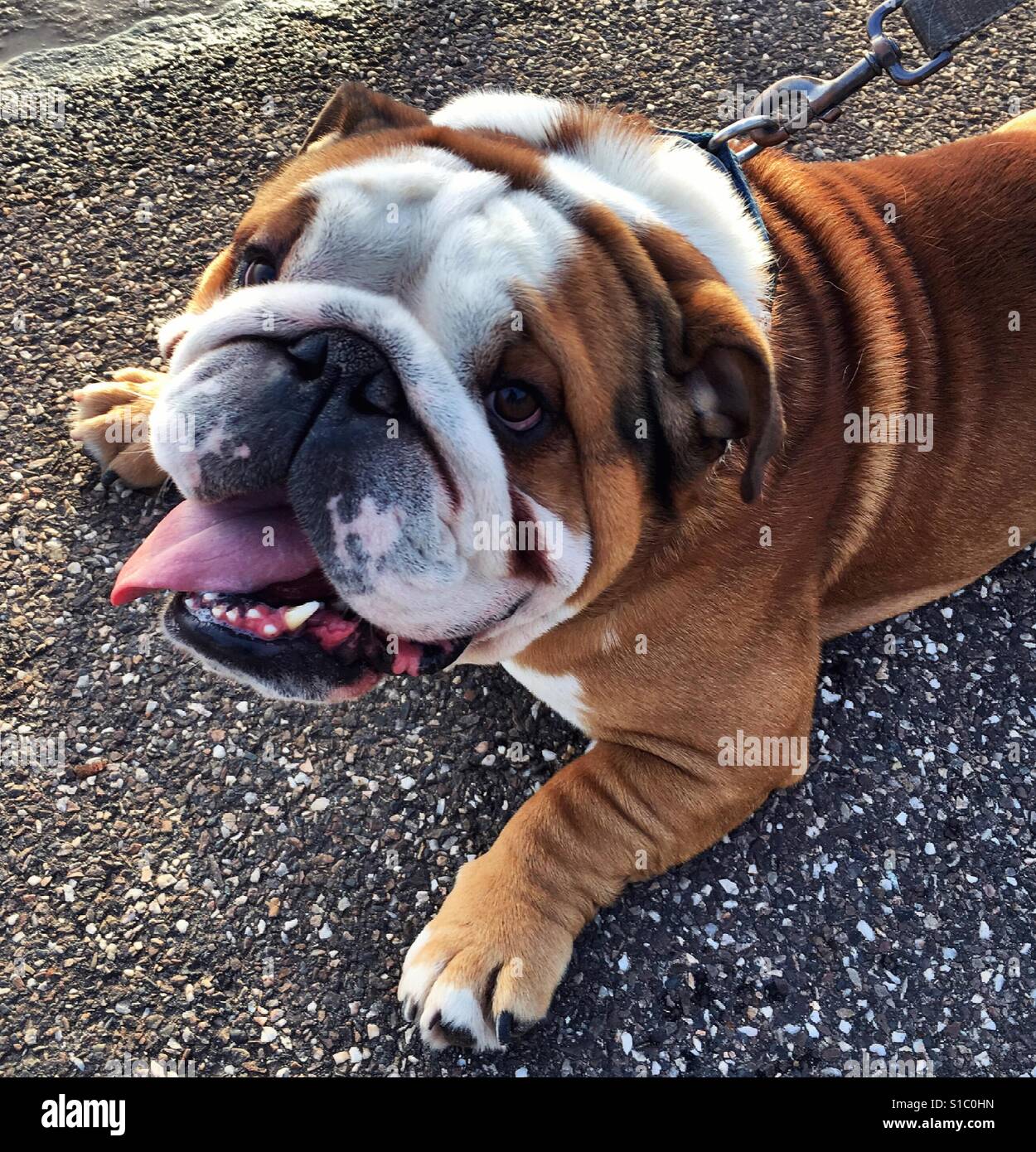 Close up bulldog sdraiato Foto Stock