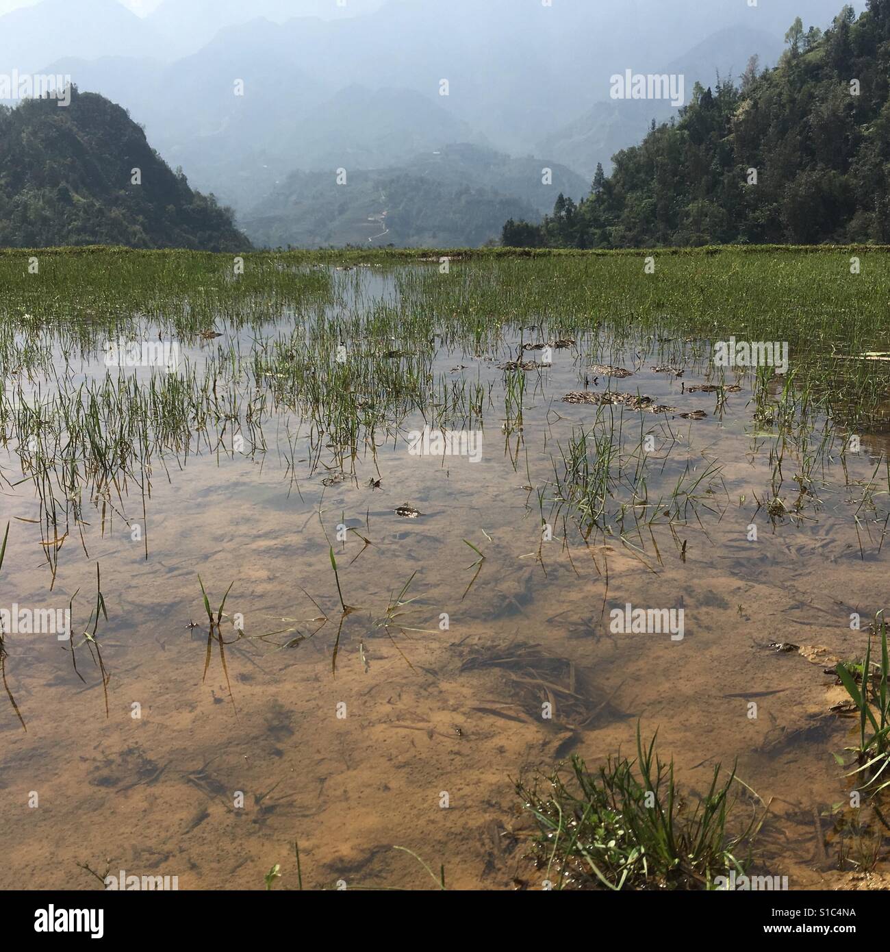 La crescita di riso in Vietnam Foto Stock