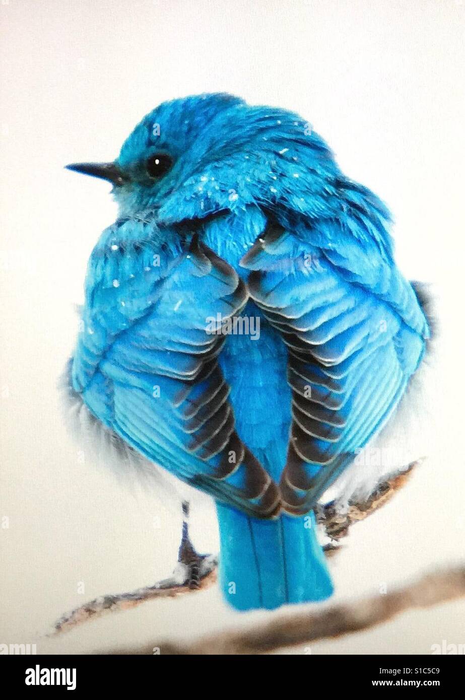 Uccelli del Nord America, Bluebird montagna . Uccello blu, Bluebird - Immagine stock catturata con smartphone
