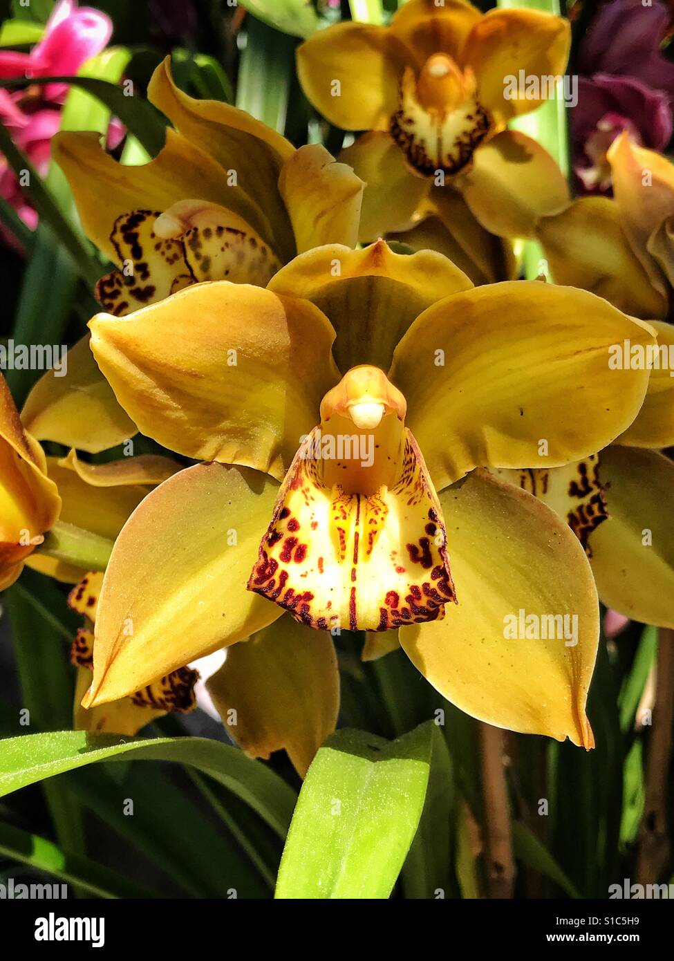 Orchid anteriore e centro!! Foto Stock